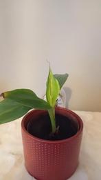 Bananenplant, Huis en Inrichting, Kamerplanten, Ophalen of Verzenden, Halfschaduw, Minder dan 100 cm