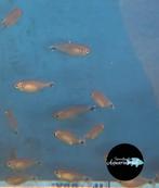 Hyphessobrycon elachys, Dieren en Toebehoren, Vissen | Aquariumvissen, Vis, Zoetwatervis