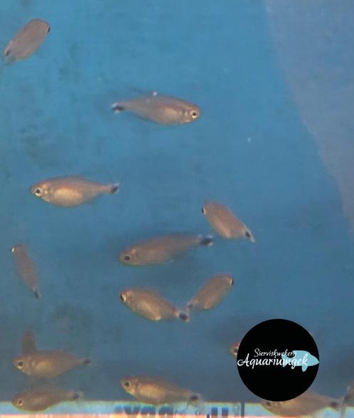 Hyphessobrycon elachys, Dieren en Toebehoren, Vissen | Aquariumvissen, Zoetwatervis, Vis