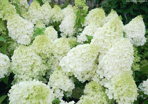 Pluimhortensia Polar Bear, Tuin en Terras, Planten | Struiken en Hagen, Struik, Hortensia, Minder dan 100 cm, Ophalen of Verzenden