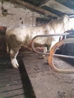 Te koop: EW Dekstier, Dieren en Toebehoren, Mannelijk, 0 tot 2 jaar