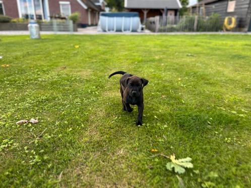 !Nog drie pups! Rhodesian Ridgeback x Labrador pups, Dieren en Toebehoren, Honden | Windhonden, Meerdere dieren, Overige rassen