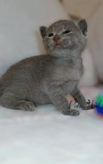 Blauwe & Witte rus kittens met stamboom, Dieren en Toebehoren, Katten en Kittens | Raskatten | Korthaar, Meerdere dieren, Gechipt