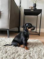 Mooie jack russel pup Ik ben op zoek naar een nieuw baasje, Dieren en Toebehoren, Jack Russell Terriër, 8 tot 15 weken, Teef, Eén hond