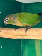 Koppel pyrrhura’s, Meerdere dieren, Parkiet, Geringd