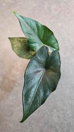 Alocasia Princeps Purple Cloak, Ophalen of Verzenden, Halfschaduw, Minder dan 100 cm