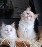 5 apart mooie Ragdoll/Cherubim kittens met stamboom, Meerdere dieren, Met stamboom