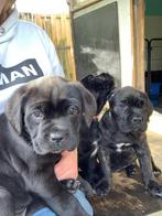 Cane Corso pups met stamboom, Dieren en Toebehoren, Honden | Bulldogs, Pinschers en Molossers, CDV (hondenziekte), Meerdere, 8 tot 15 weken