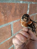 Keep, Meerdere dieren, Zangkanarie