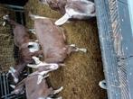 Tochenburger geit te koop., Dieren en Toebehoren, Schapen, Geiten en Varkens, Vrouwelijk, Geit