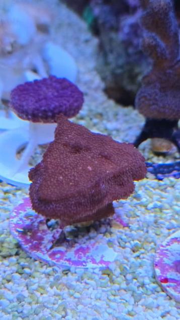 Montipora paars koraal beschikbaar voor biedingen