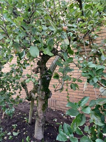 Karaktervolle 40 jaar oude Elstar appelboom beschikbaar voor biedingen