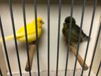 Kanarie koppels postuur, Dieren en Toebehoren, Meerdere dieren, Postuurkanarie