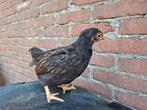 Jonge hennetjes Barnevelder dubbel gezoomd groot, Vrouwelijk, Kip