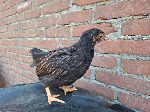 Jonge hennetjes Barnevelder dubbel gezoomd groot, Dieren en Toebehoren, Pluimvee, Kip, Vrouwelijk