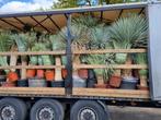 YUCCA ROSTRATA., Volle zon, Vaste plant, Zomer, Ophalen