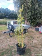 Phyllostachys aureosulcata spectabilis,  bamboe, Tuin en Terras, Planten | Struiken en Hagen, Ophalen, Bamboe, Struik, 100 tot 250 cm