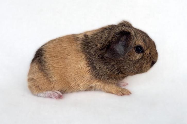 Geweldige Gladhaar Zeugje Creme Lemonagouti Wit, Dieren en Toebehoren, Knaagdieren, Vrouwelijk, Cavia, December, Tam
