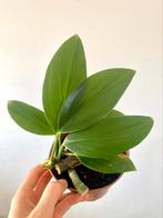 Philodendron dragon tail plantjes, Ophalen of Verzenden, Overige soorten, Minder dan 100 cm