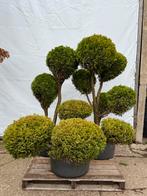 Vormbomen - Conifeerachtigen - Groot Assortiment, Bloeit niet, 100 tot 250 cm, Ophalen, Volle zon