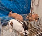 Konijnen te koop, Dieren en Toebehoren, Januari, Meerdere dieren, Overige typen