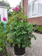 Dahlia met roze bloemen in grote pot, Volle zon, Vaste plant, Zomer, Ophalen