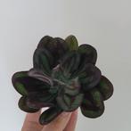 Echeveria nodulosa, Huis en Inrichting, Ophalen of Verzenden, Overige soorten, Minder dan 100 cm