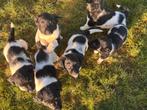 Lieve Friese Stabij Pups / Puppy - teefjes en reutjes, 8 tot 15 weken, CDV (hondenziekte), Meerdere, Meerdere dieren