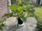 Gunnera, tropische plant.   55/95 (Breedte), Tuin en Terras, Overige soorten, Vaste plant, Ophalen of Verzenden, Halfschaduw