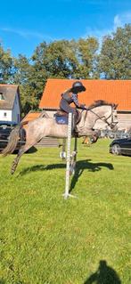 Talentvolle mooie sport D pony Connemara, Dieren en Toebehoren, B, Springpony, 3 tot 6 jaar, D pony (1.37m tot 1.48m)