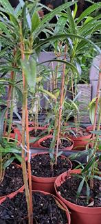 Oleander stekjes (30-40cm) in pot - Elburg, Tuin en Terras, Planten | Tuinplanten, Ophalen of Verzenden