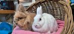 Konijnen stel SIMBA & SOSHA uit de opvang zoeken en huis!, Dieren en Toebehoren, Konijnen, Meerdere dieren, Klein, 3 tot 5 jaar