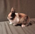 Japanner (voedster), Dieren en Toebehoren, Vrouwelijk, 0 tot 2 jaar