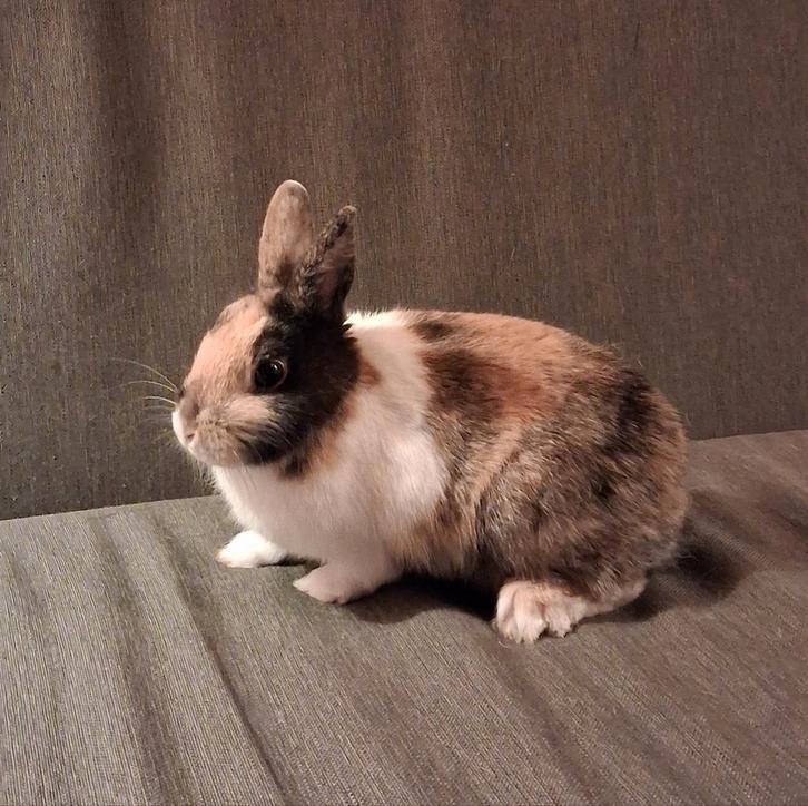 Japanner (voedster), Dieren en Toebehoren, Konijnen, Vrouwelijk, 0 tot 2 jaar