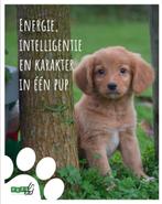 Nova Scotia Duck Tolling retriever pup, Dieren en Toebehoren, België, Overige rassen, 8 tot 15 weken, Meerdere