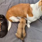jack russel pup, Dieren en Toebehoren, Honden | Jack Russells en Terriërs, Jack Russell Terriër, Reu, 8 tot 15 weken, Eén hond