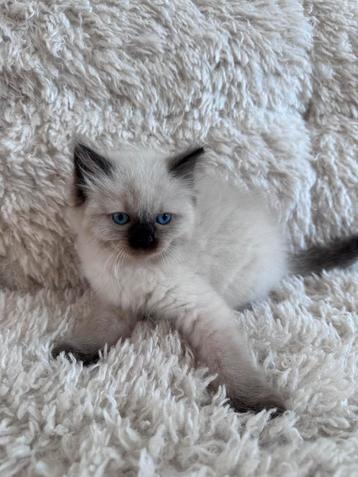 100% ragdoll kittens met garantie mogen t nest verlaten beschikbaar voor biedingen