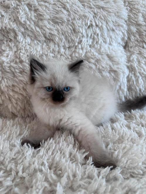 100% ragdoll kittens met garantie mogen t nest verlaten, Dieren en Toebehoren, Katten en Kittens | Raskatten | Langhaar, Meerdere dieren