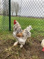 Brahma hanen (drie stuks), Dieren en Toebehoren, Pluimvee, Kip, Mannelijk