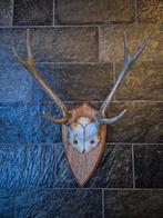 Prachtig Sikahert Gewei Jacht Hut Mancave Overkapping e88, Ophalen of Verzenden, Gebruikt, Hert, Gewei of Kop