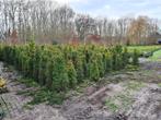 Taxus baccata tot maat 200-220!  Nu flinke korting!, Ophalen of Verzenden, Overige soorten, 100 tot 250 cm