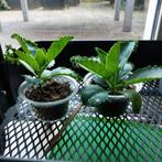 Mother of Thousands Stekjes, Ophalen, Vetplant, Halfschaduw, Minder dan 100 cm