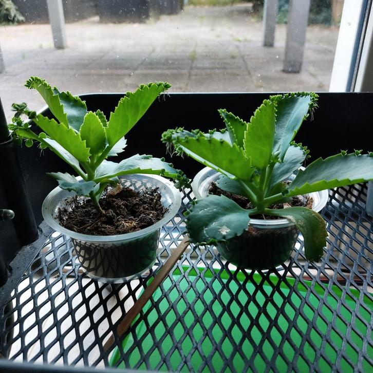 Mother of Thousands Stekjes, Huis en Inrichting, Kamerplanten, Vetplant, Minder dan 100 cm, Groene kamerplant, Halfschaduw, Ophalen