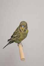 Blackface split blackwing, Mannelijk, Parkiet, Geringd