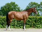 Stevig gebouwd groot springpaard 1.74m v. Compire Z, Dieren en Toebehoren, Paarden, Springpaard, B, Gechipt, Ruin