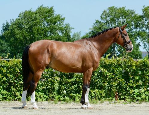 Stevig gebouwd groot springpaard 1.74m v. Compire Z, Dieren en Toebehoren, Paarden, Ruin, B, 170 tot 175 cm, 3 tot 6 jaar, Springpaard