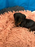 Kleine dwegteckel pup, Dieren en Toebehoren, Honden | Teckels en Dashonden, Reu, CDV (hondenziekte), 8 tot 15 weken, Korthaar