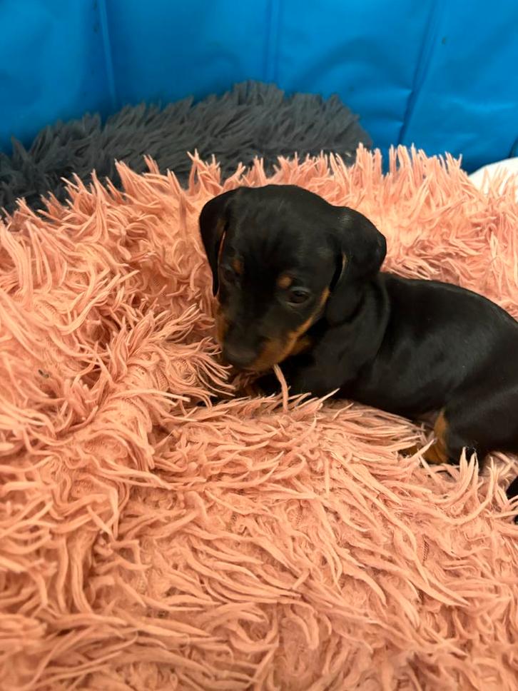 Kleine dwegteckel pup, black and tan, reutje, Dieren en Toebehoren, Honden | Teckels en Dashonden, Reu, Korthaar, Dwerg, Particulier