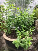 Grote pot met muntplant, Ophalen, Vaste plant, Halfschaduw, Kruiden