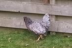 Sussex kip legt groene eieren, Dieren en Toebehoren, Pluimvee, Vrouwelijk, Kip